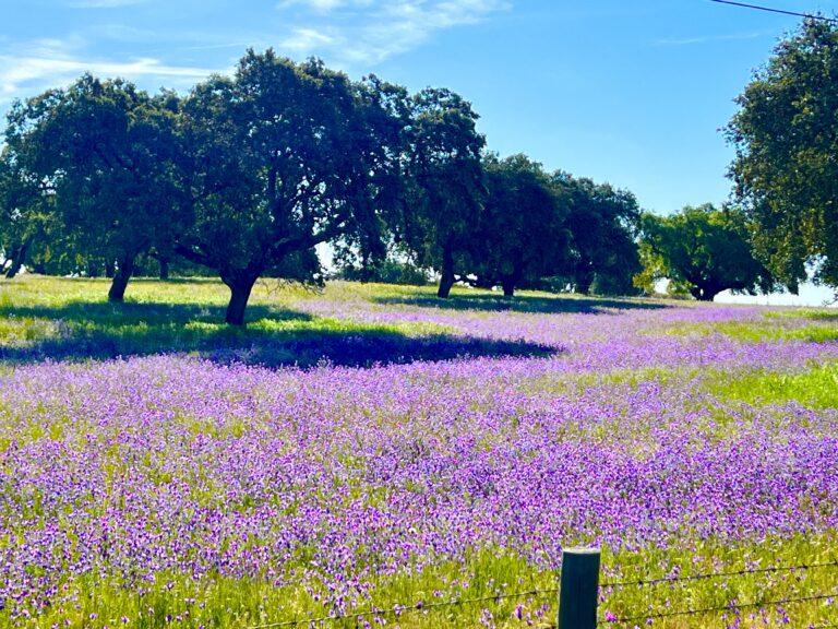 Spring Cycling in Portugal